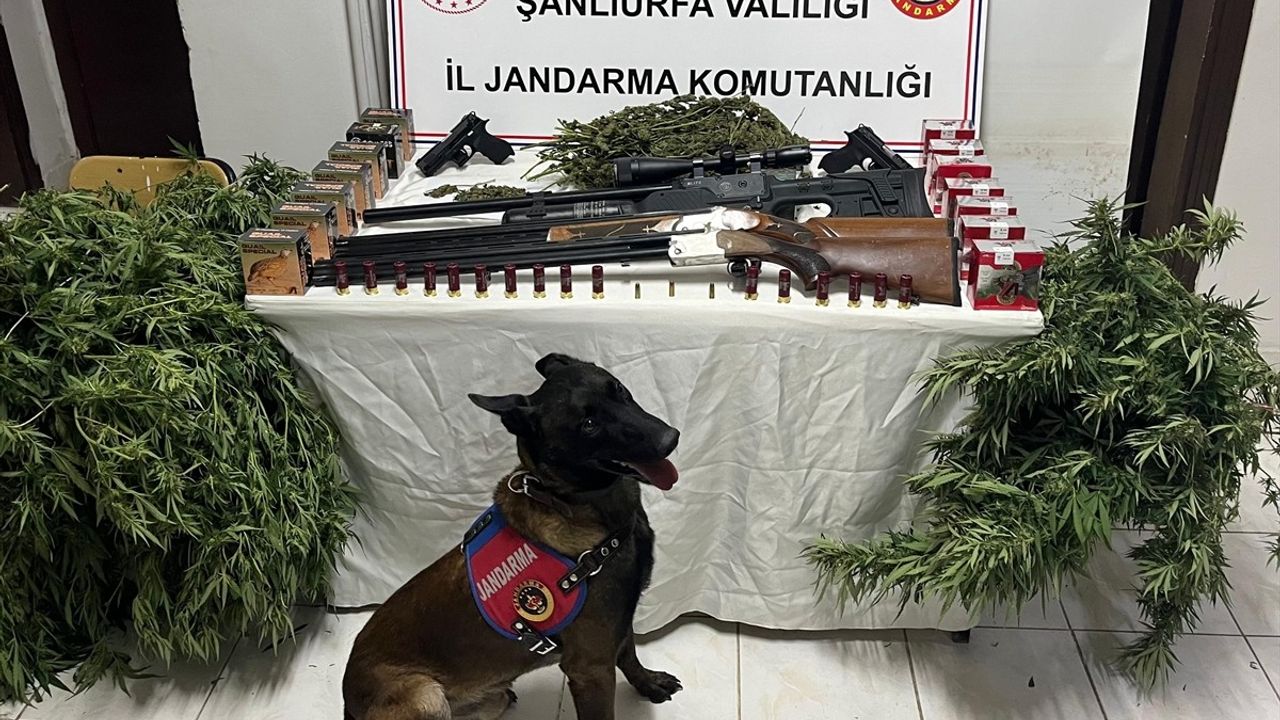 Şanlıurfa Harran'da uyuşturucu ve silah kaçakçılığı operasyonunda 3 kişi gözaltına alındı