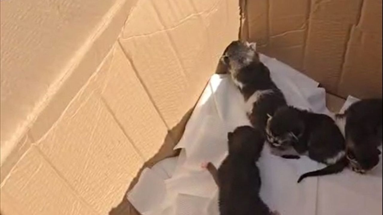 Silivri'de cip motorunda doğan 6 yavru kedi itfaiye tarafından kurtarıldı