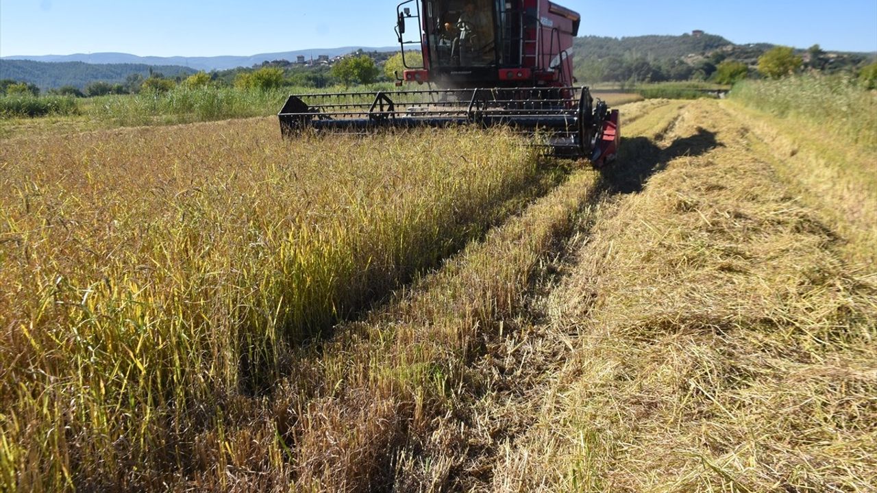 Sinop Boyabat'ta 17 bin 484 dekar alanda çeltik hasadı başladı