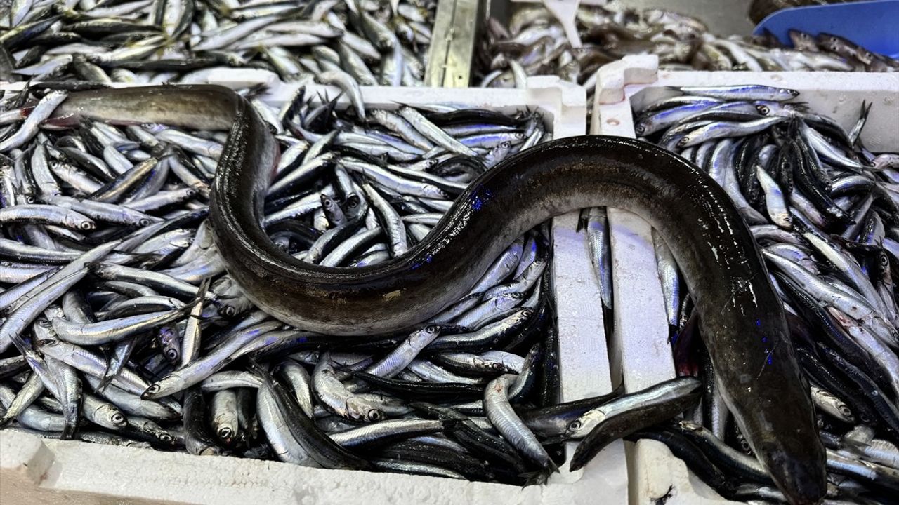 Sinop'ta hamsi ağından nadir yılan balığı çıktı, tezgahta satıldı
