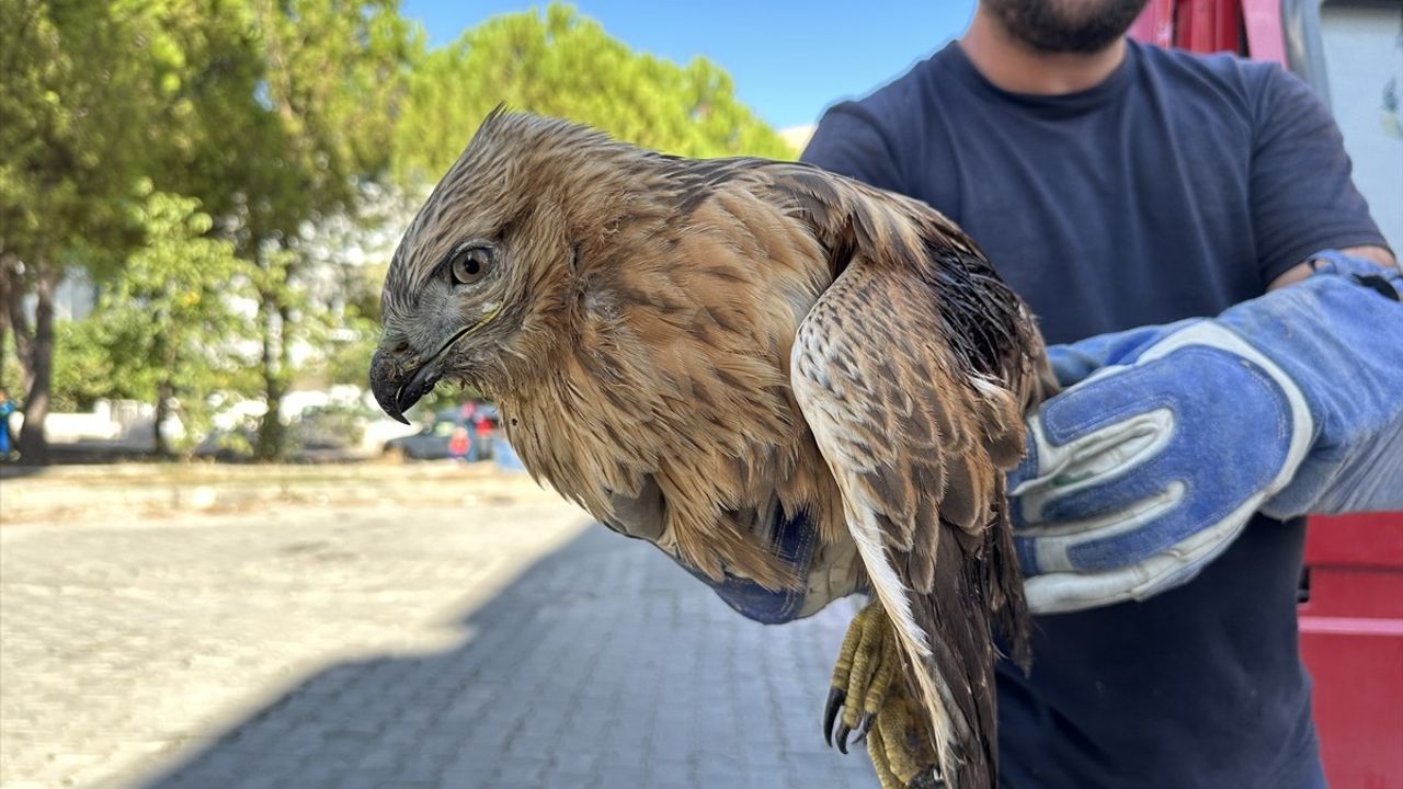 Sinop'ta yaralı kızıl şahin tedavi amacıyla Sarıkum Rehabilitasyon Merkezi'ne sevk edildi