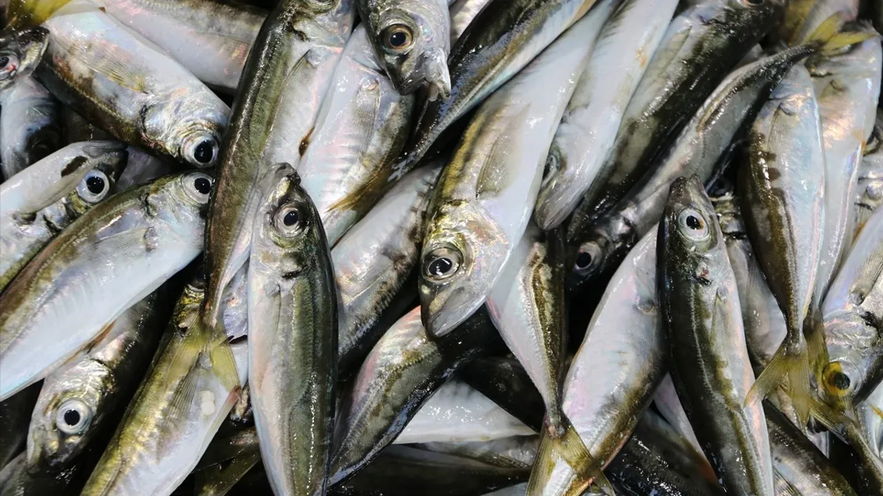 Tekirdağ'da tezgahların gözdesi istavrit