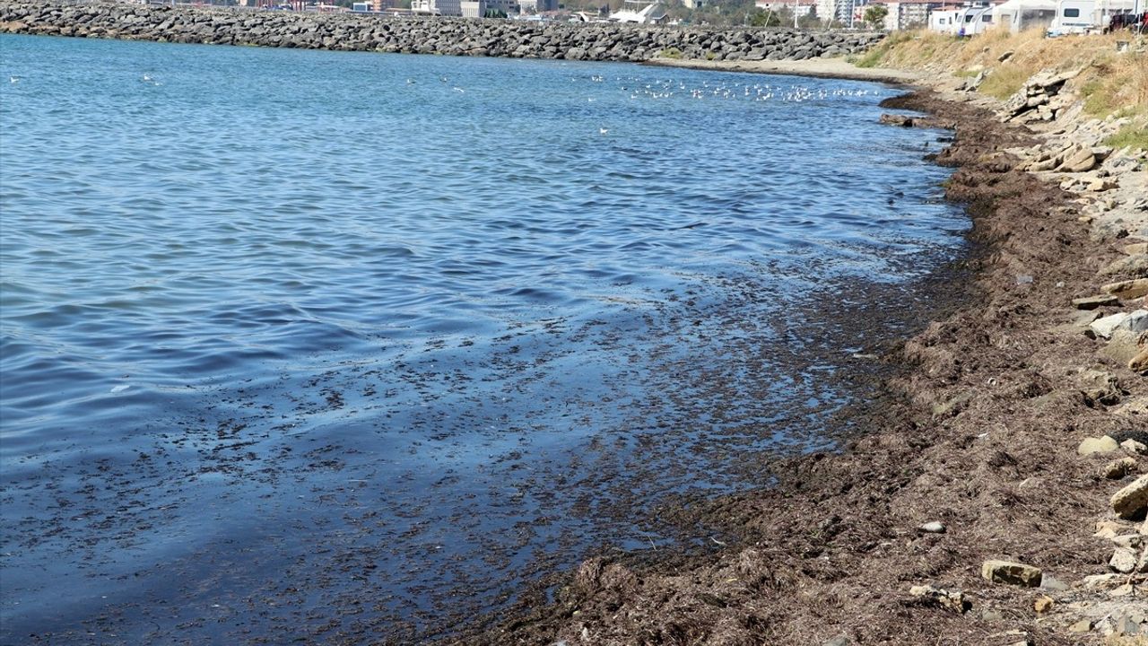 Tekirdağ sahilinde poyraz etkisiyle kırmızı yosun birikintileri oluştu