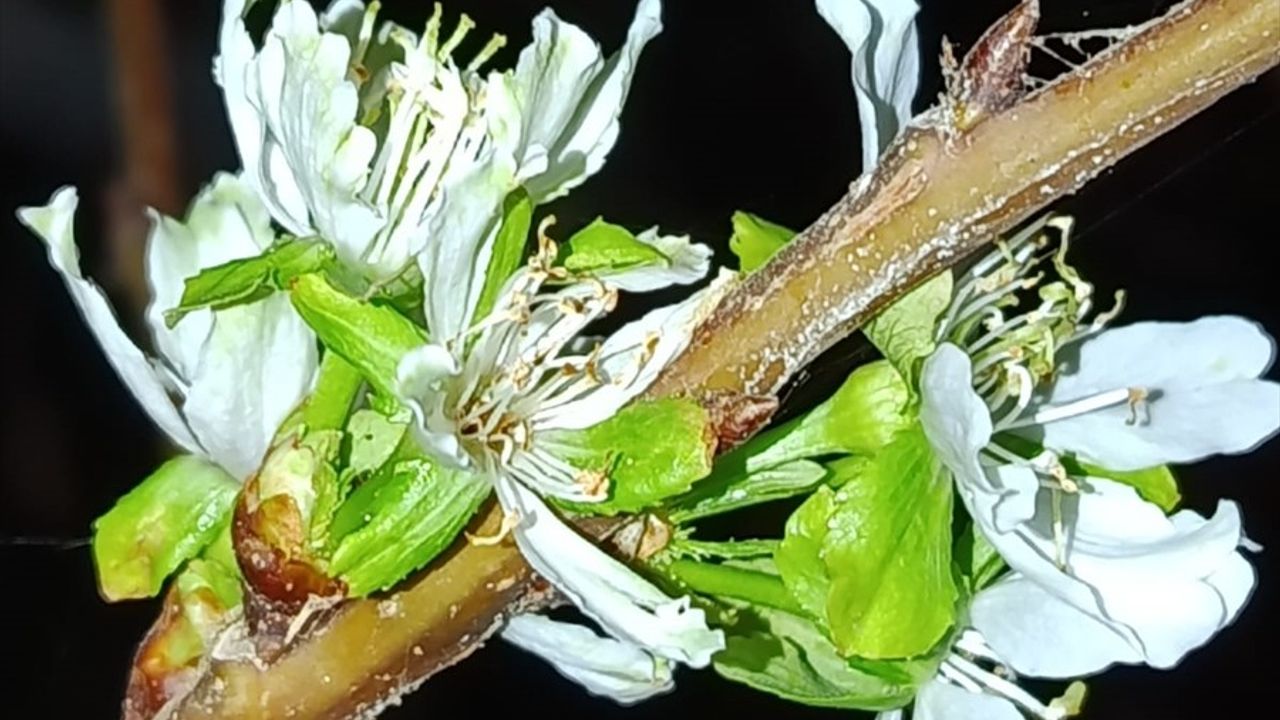 Tokat Pazar'da kiraz ağaçları eylülde yeniden çiçek açtı