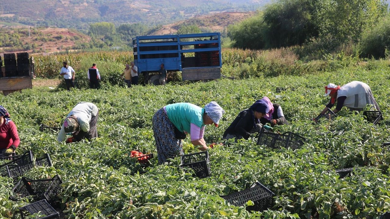 Tokat'ta domates hasadı sürüyor: Pazar ilçesinde üretim ve beklentiler