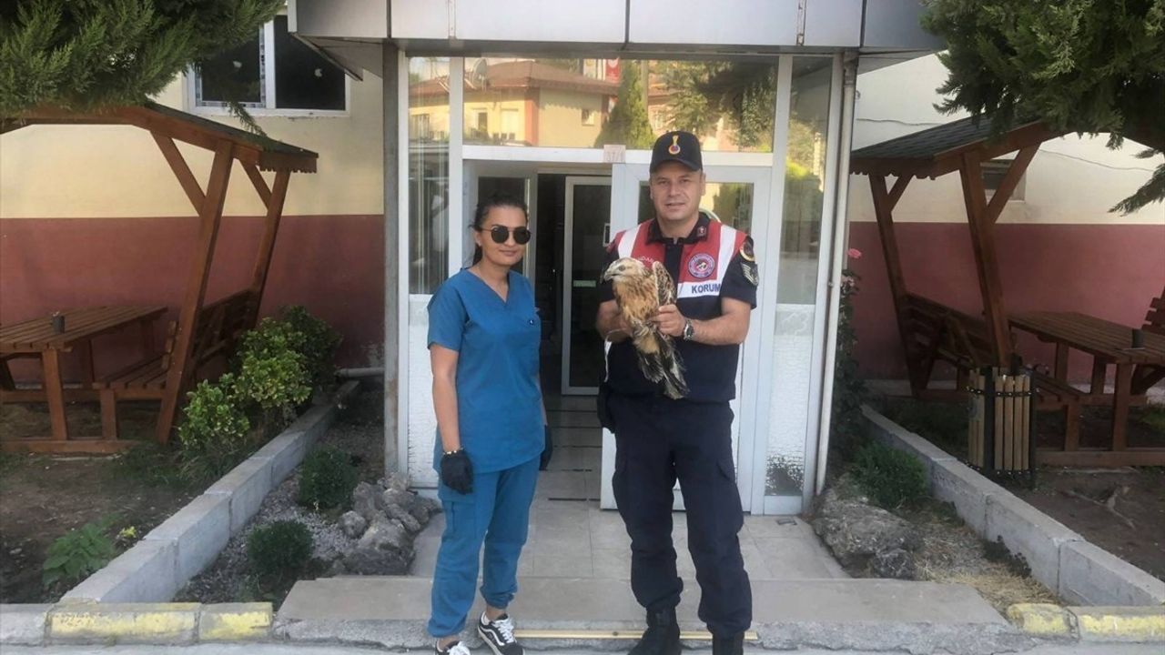 Tokat Turhal'da Yaralı Kızıl Şahin Bulundu, Doğa Koruma'ya Teslim Edildi