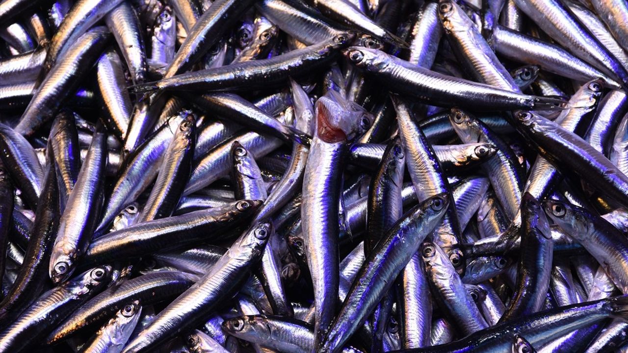 Trabzon'da hamsi 100 TL: Balıkçı tezgahlarında güncel fiyatlar