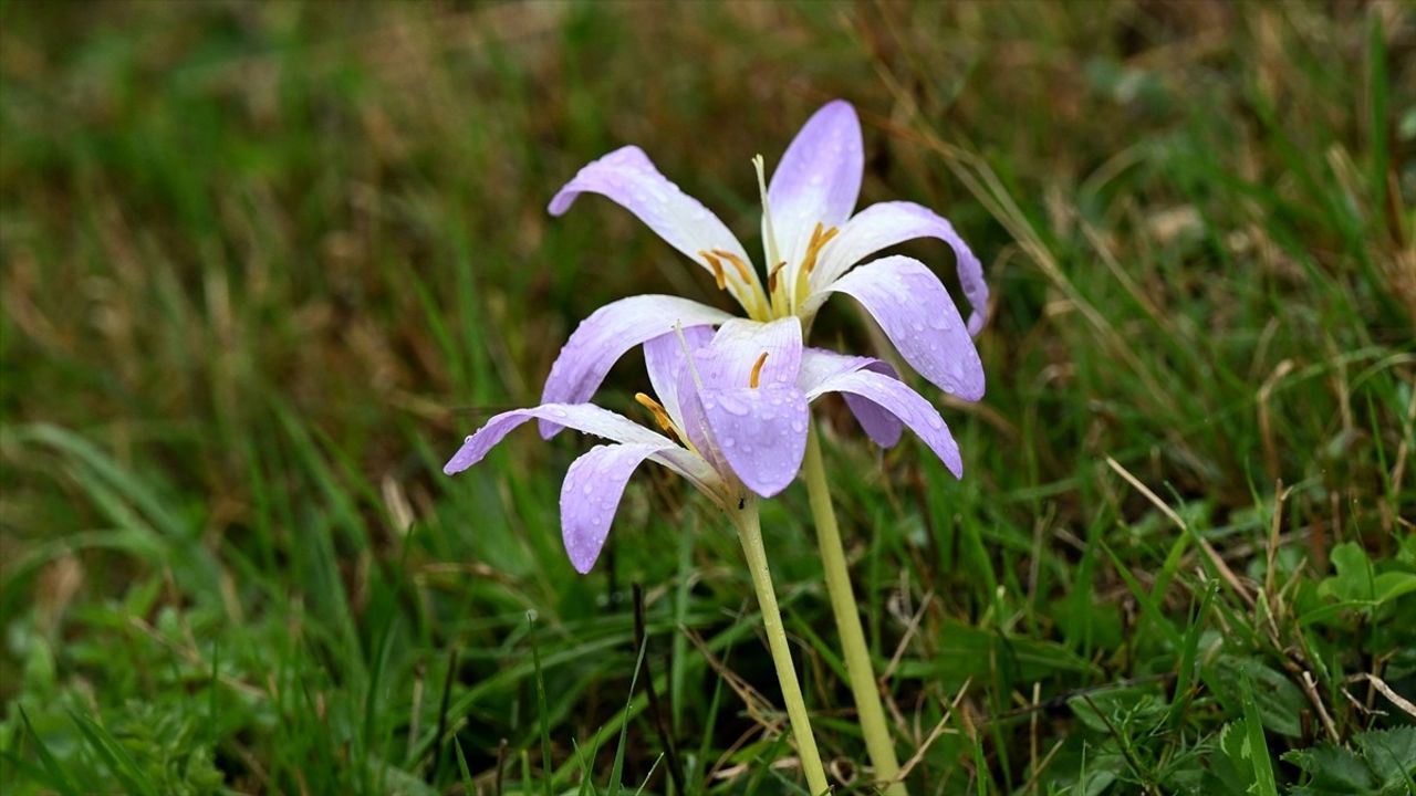 Trabzon'un yüksek kesimlerinde yağmur sonrası sis etkili oldu