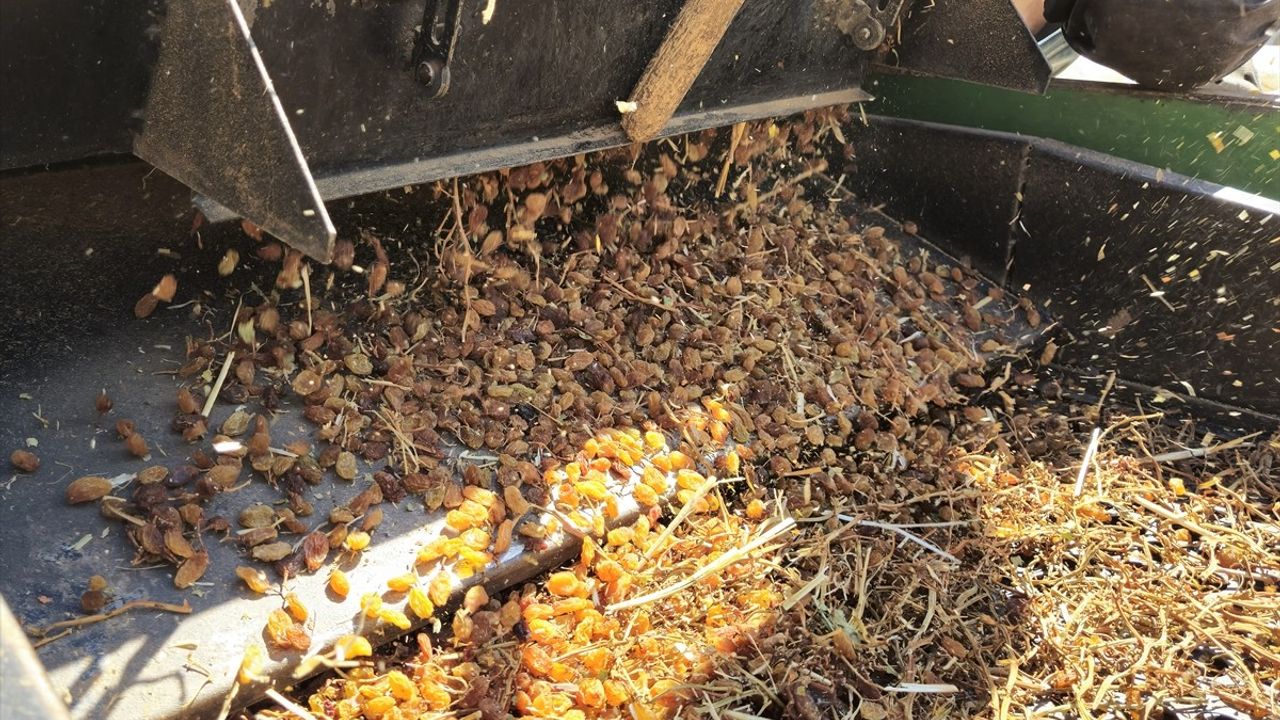 Türkiye'nin çekirdeksiz kuru üzüm ihracatı değer rekoru kırdı, miktar 25 yılın en düşük seviyesinde