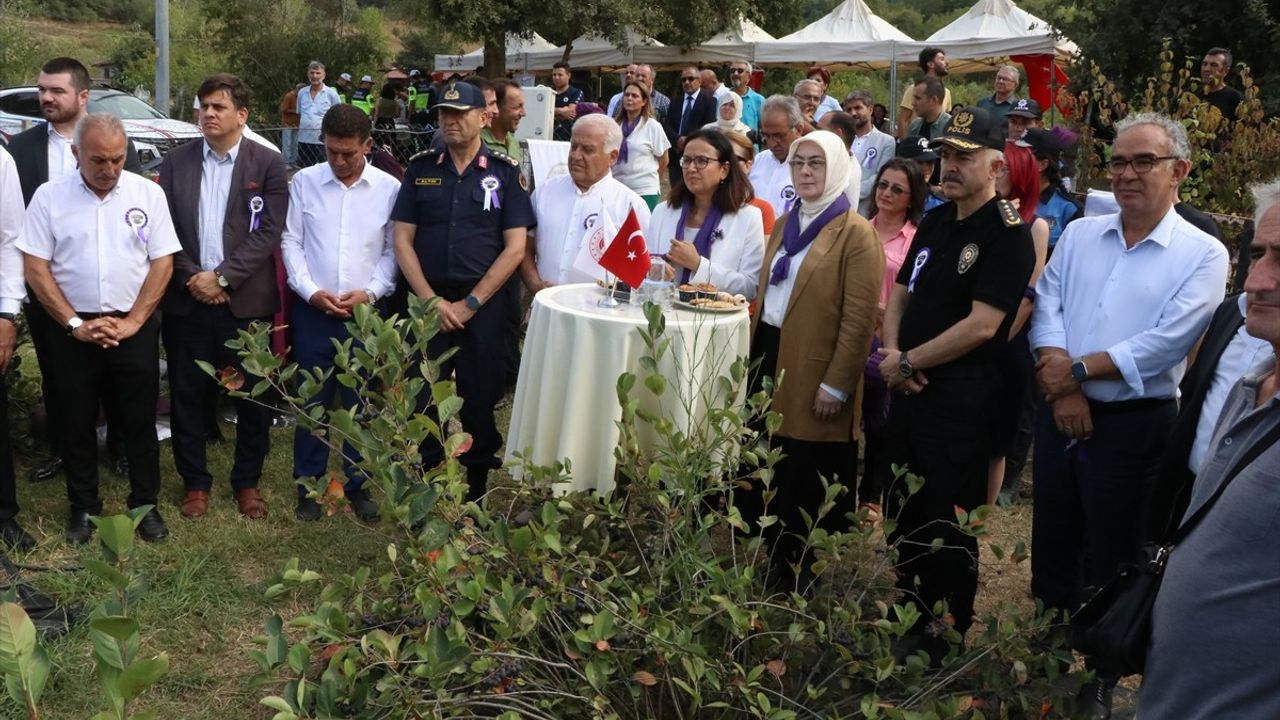 Yalova'da coğrafi işaretli aronyada hasat dönemi başladı: Rekolte 250 tona ulaşması bekleniyor