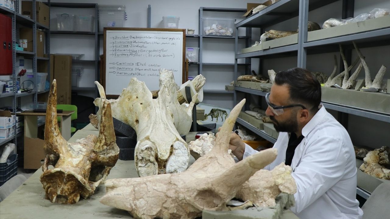 Yamula Barajı çevresinde 7,7 milyon yıllık üç fil kafatası bulundu