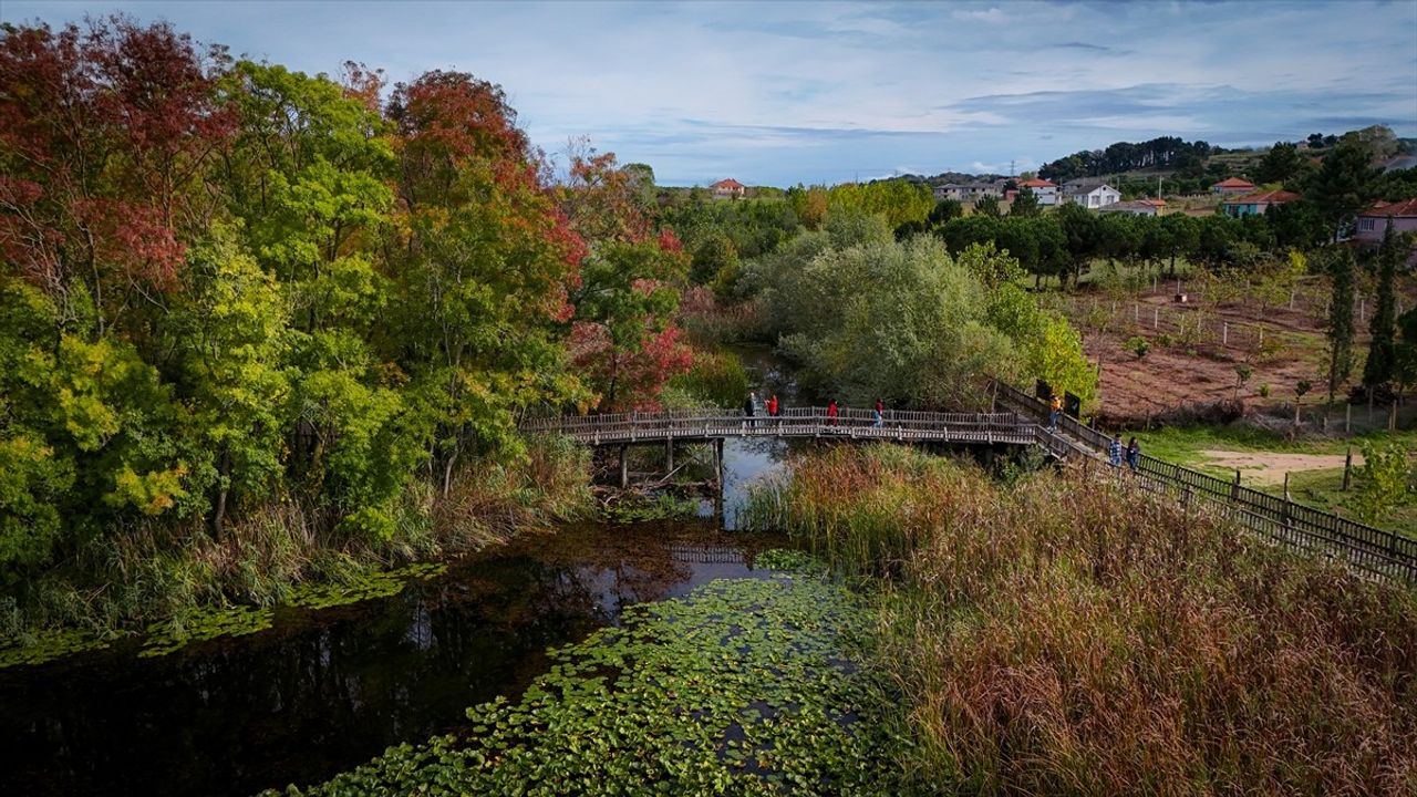 Acarlar Longozu ve Büyük Melen Havzası sonbaharın tonlarıyla renklendi