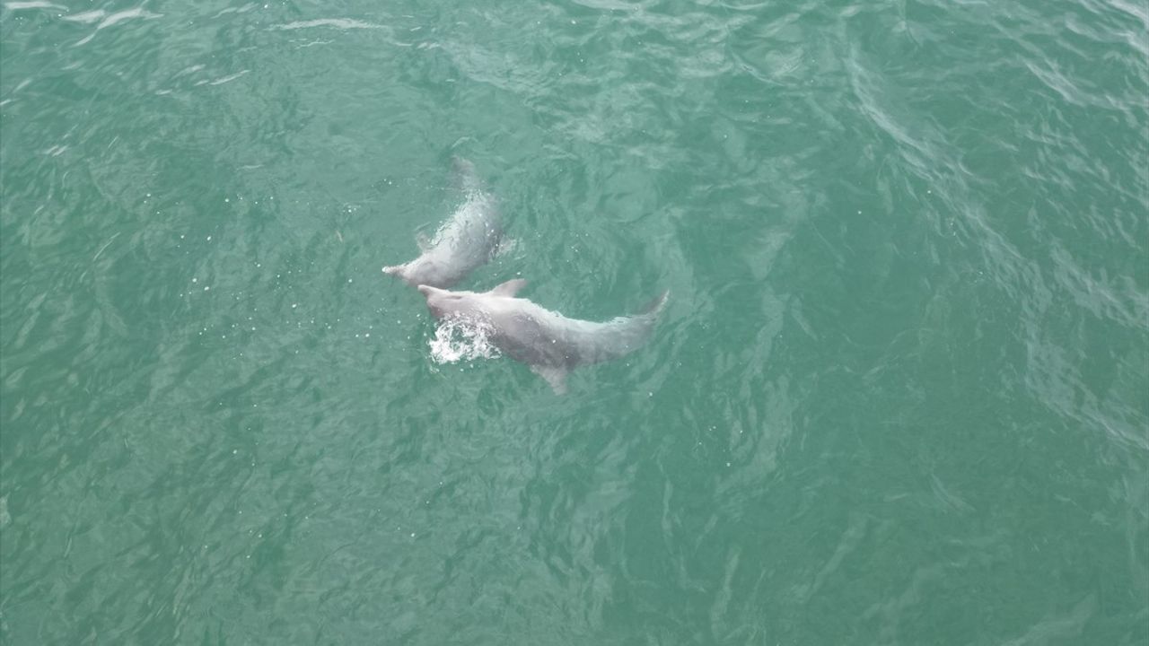 Akçakoca açıklarında drone ile görüntülenen yunuslar