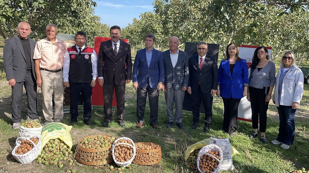 Amasya Merzifon'da ceviz hasadı sürüyor — Vali Önder Bakan ve Milletvekili Haluk İpek sahada