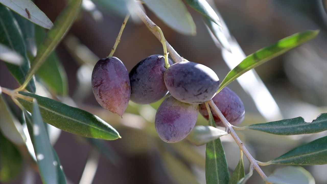 Antalya'da coğrafi işaretli zeytinlerle üretimi artırma çalışmaları sürüyor