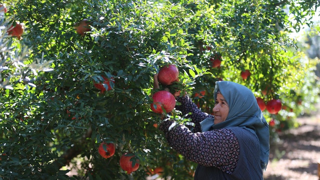 Antalya nar üretiminde ve ihracatında ilk sırada