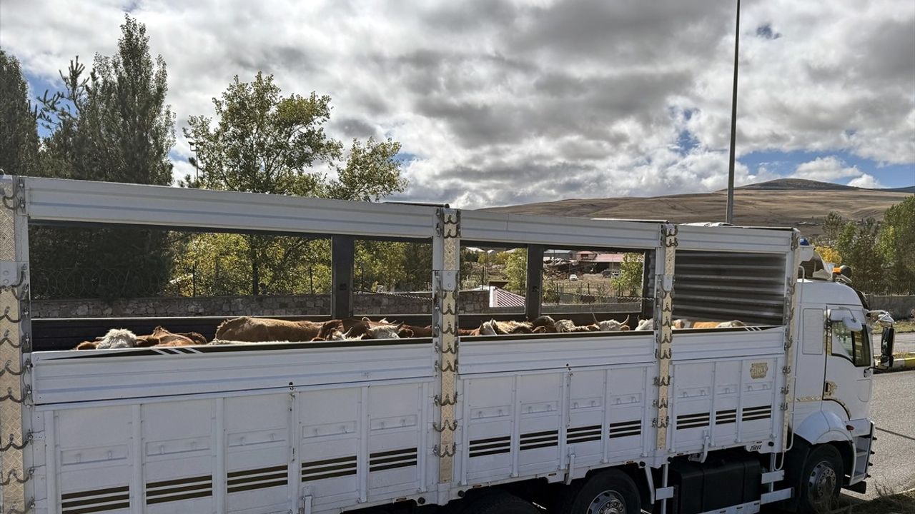 Ardahan'da şap karantinasının kaldırılmasıyla hayvan sevkiyatları hızlandı