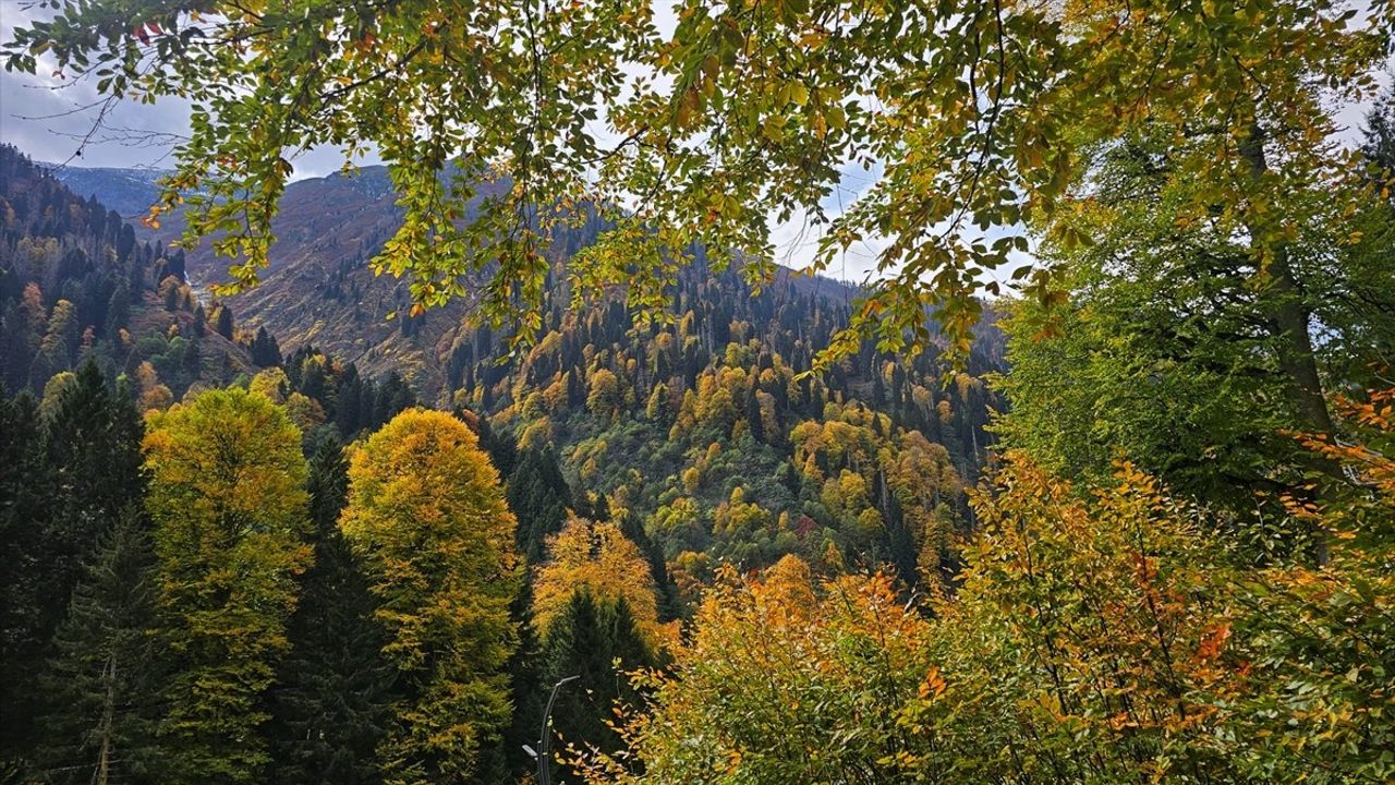 Ayder Yaylası'nda Sonbahar: Rize Çamlıhemşin'de Sarı, Kırmızı ve Turuncu Tonlar