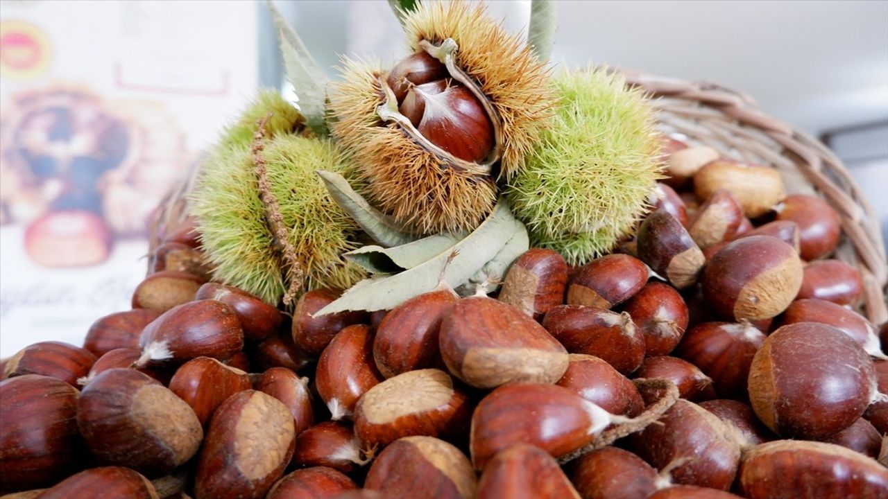 Aydın'da sezonun ilk kestaneleri kilogramı 550 liradan sembolik olarak alındı