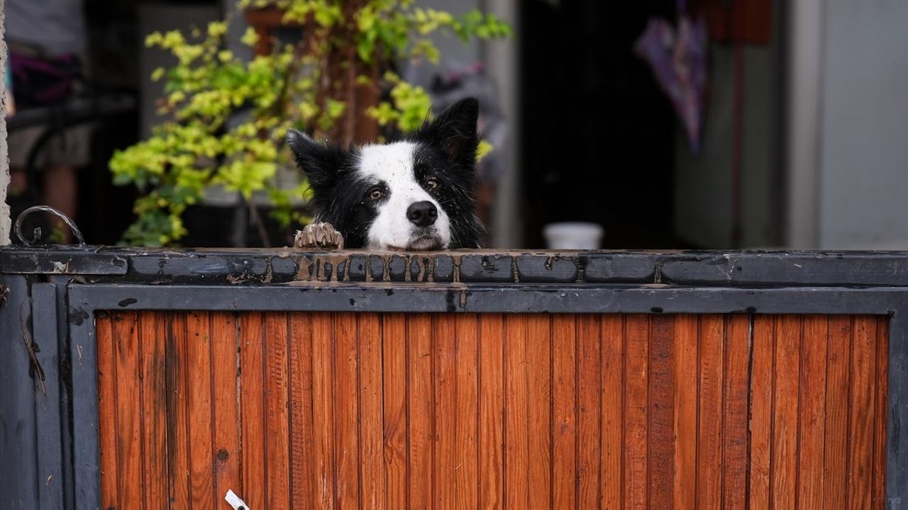 Bergama'da kuvvetli sağanak: Metrekareye 137 kg yağış, dereler taştı ve çok sayıda yapıda su baskını