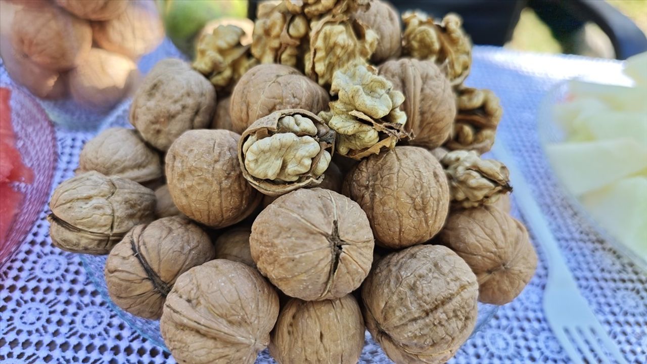 Bitlis Valisi Ahmet Karakaya Adilcevaz'da ceviz hasadına katıldı