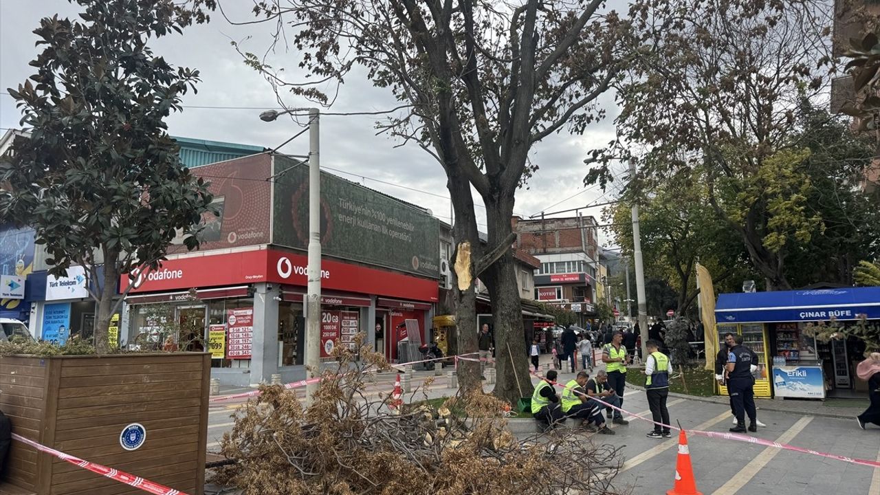 Bursa'da kuvvetli lodos ağaçları devirdi, araçlar zarar gördü