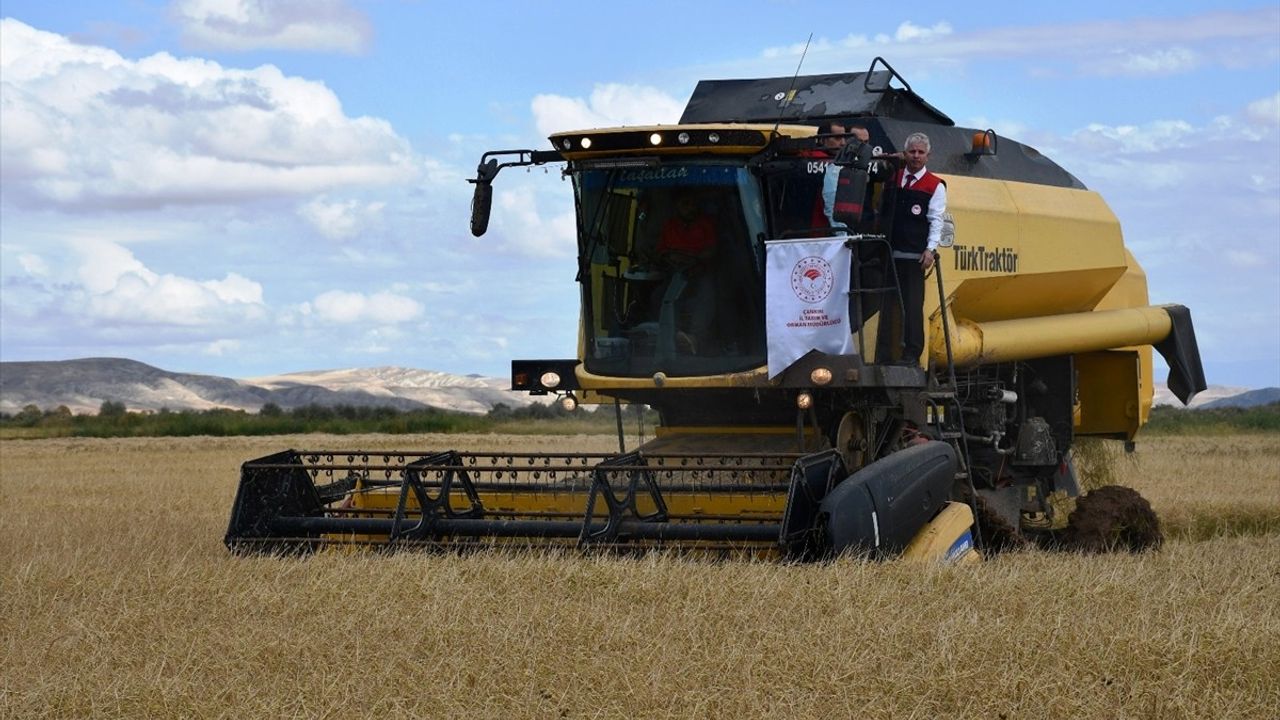 Çankırı Kızılırmak'ta çeltik hasadı töreni: 33 bin 500 dekar alanda üretim, 25 bin ton hedefi