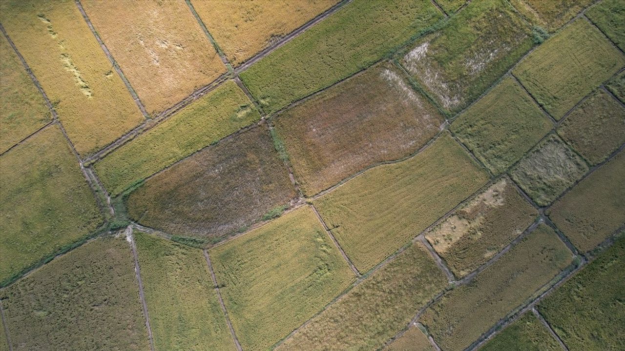 Çorum Osmancık'ta çeltik hasadı başladı: Coğrafi işaretli Osmancık pirinci tarladan fabrikaya