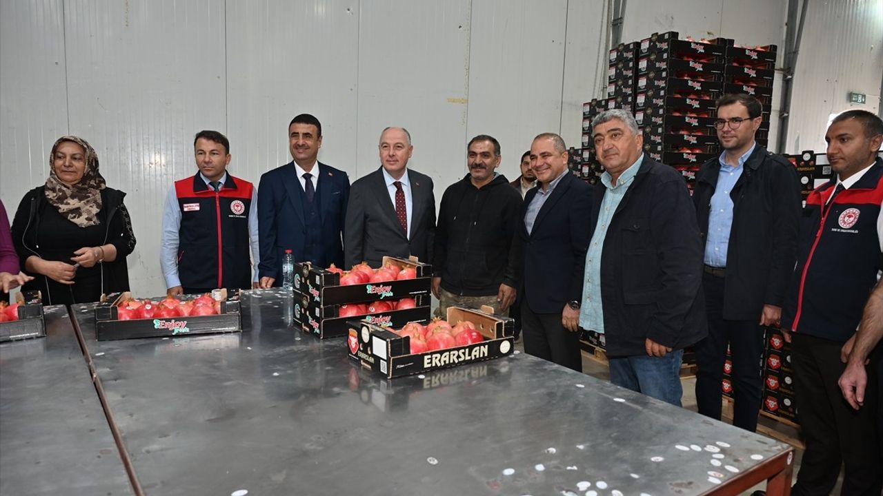 Denizli'de İhracatlık Nar Hasadı Başladı — Pamukkale Erken Tür Narı İhracatta Öne Çıkıyor