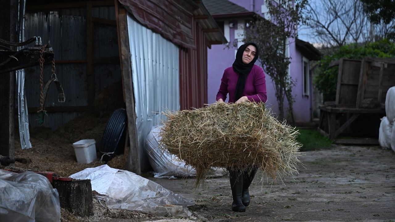 Düzce'de kadın girişimci devlet desteğiyle çiftlik kurdu: 5 yılda 80'in üzerine, günlük 600-650 litre süt