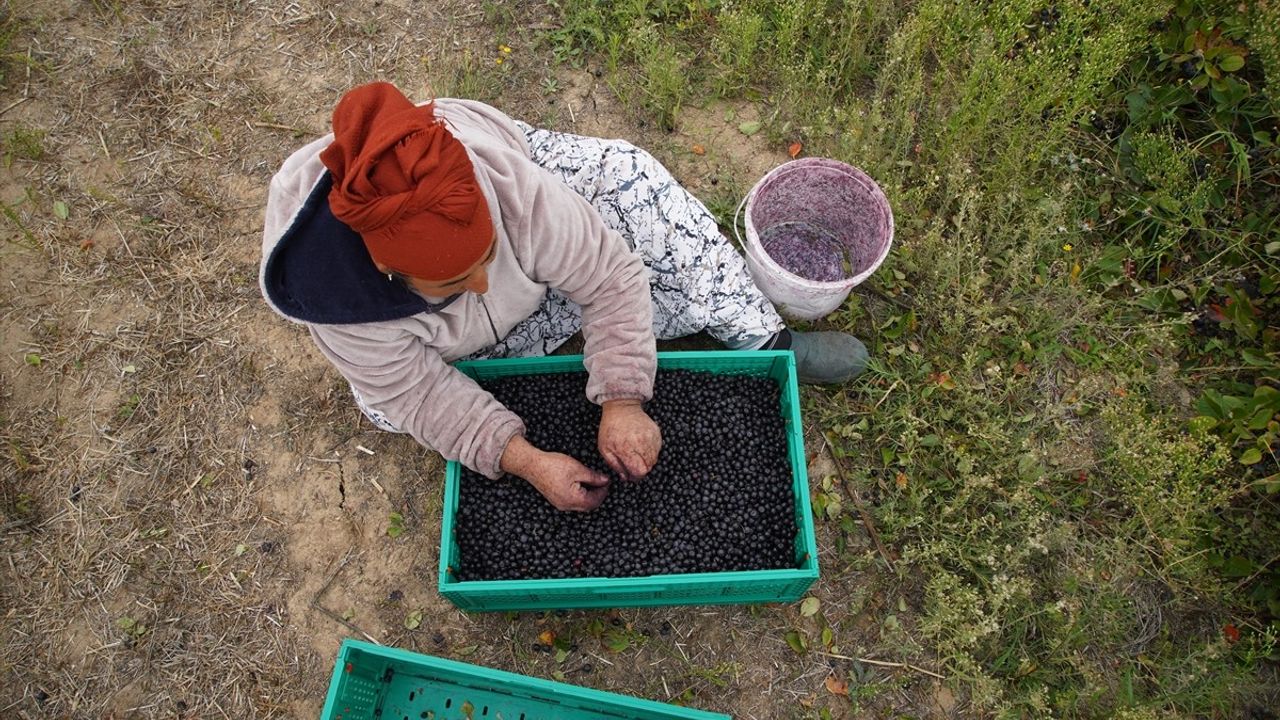 Edirne'de aronya hasadı başladı: 300 dekar alanda üretim ve pazar çalışmaları sürüyor