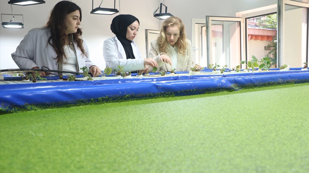 Erciyes Üniversitesi: Su mercimeğiyle beslenen Japon balıklarının gübresi topraksız tarımda kullanılıyor