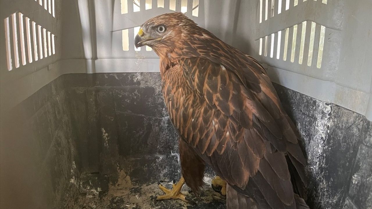 Erzurum'da iki kızıl şahinin bakımı tamamlandı, doğaya salındılar