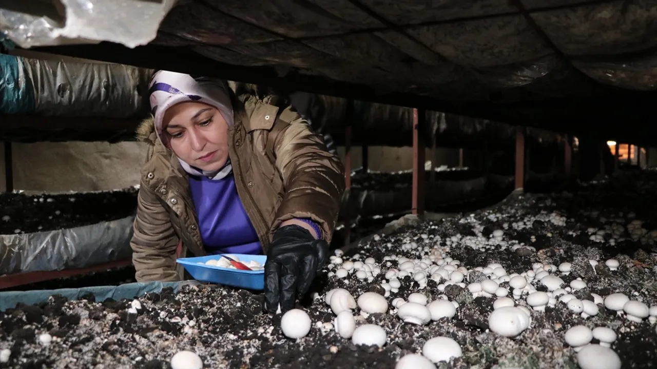 Erzurum'da kadın girişimci TKDK desteğiyle kurduğu tesiste aylık yaklaşık 75 ton mantar üretiyor
