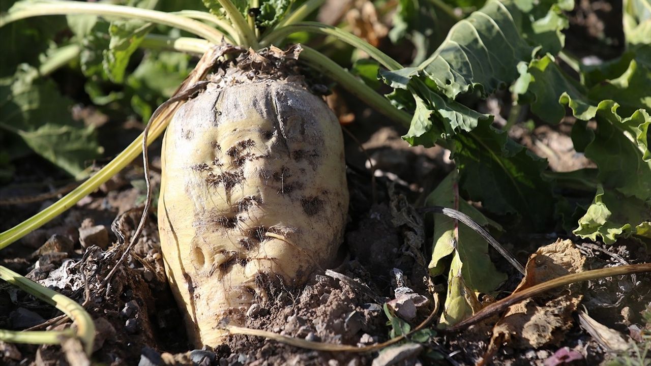 Erzurum'da şeker pancarı ekim alanı yaklaşık yüzde 40 arttı