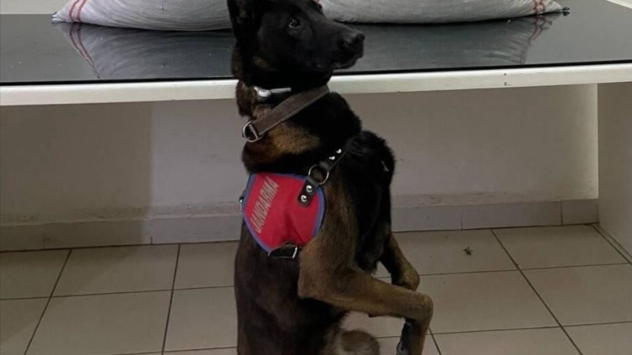 Erzurum Pasinler'de Operasyon: 32 Kilogram Uyuşturucu Ele Geçirildi, 1 Kişi Tutuklandı