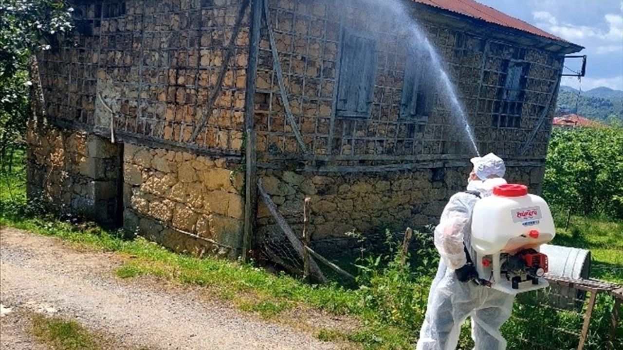 Giresun'da kahverengi kokarca mücadelesi: Tuzak dağıtımı ve ilaçlama çalışmaları sürüyor