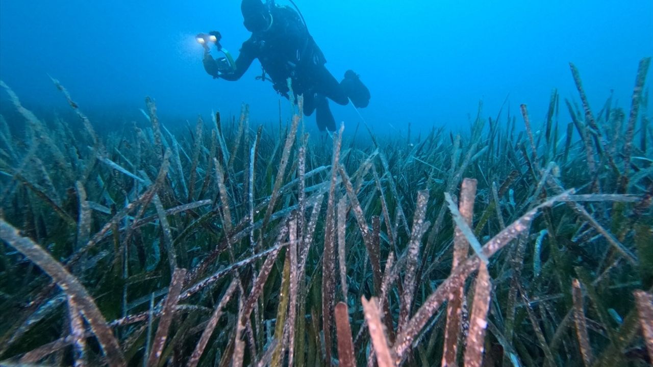 Göcek'te ekilen 10 bin deniz çayırının yüzde 70'i hayatta kaldı