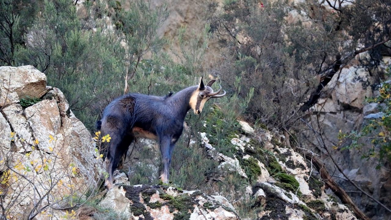 Gümüşhane'de Koruma Altındaki Çengel Boynuzlu Dağ Keçileri Dronla Görüntülendi
