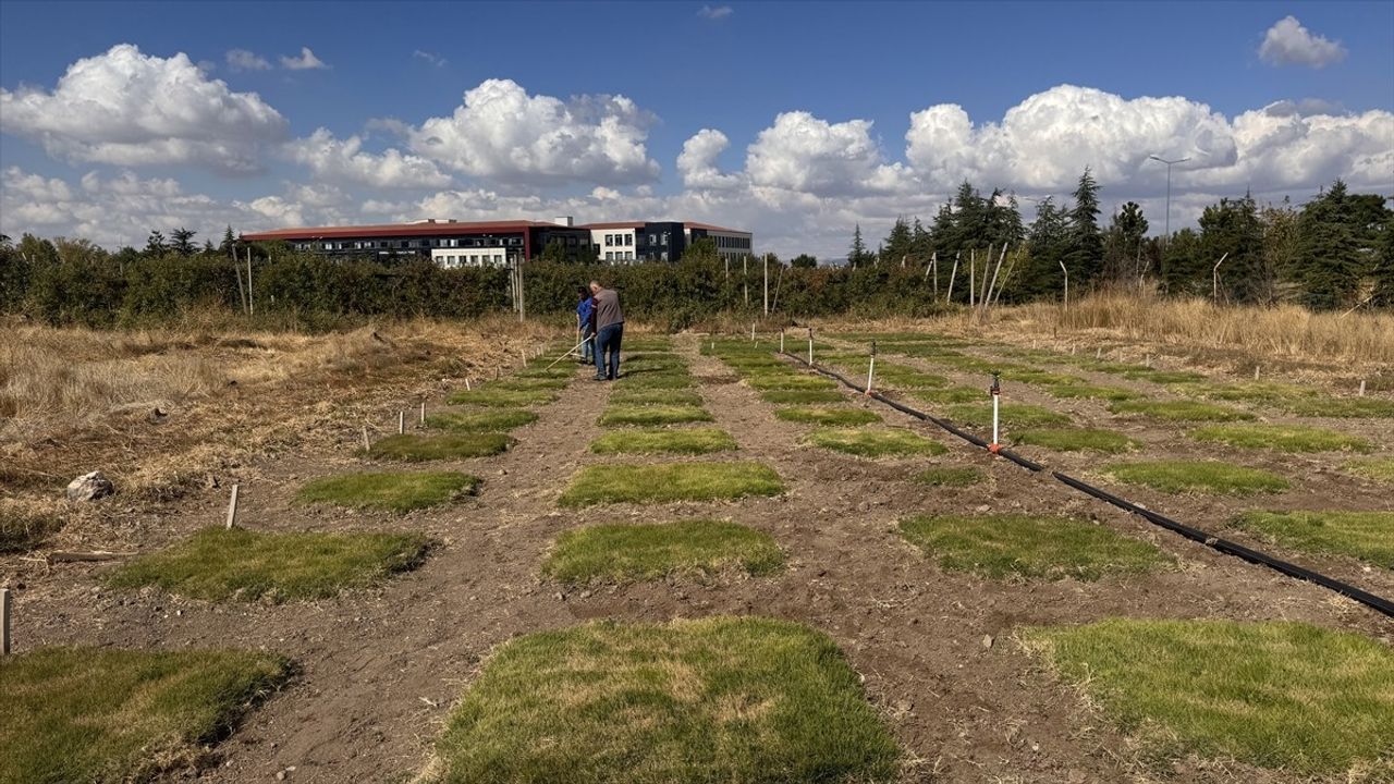 İklim değişikliğine dayanıklı yerli çim çeşitleri geliştiriliyor: Hedef ABD ve Avrupa ihracatı