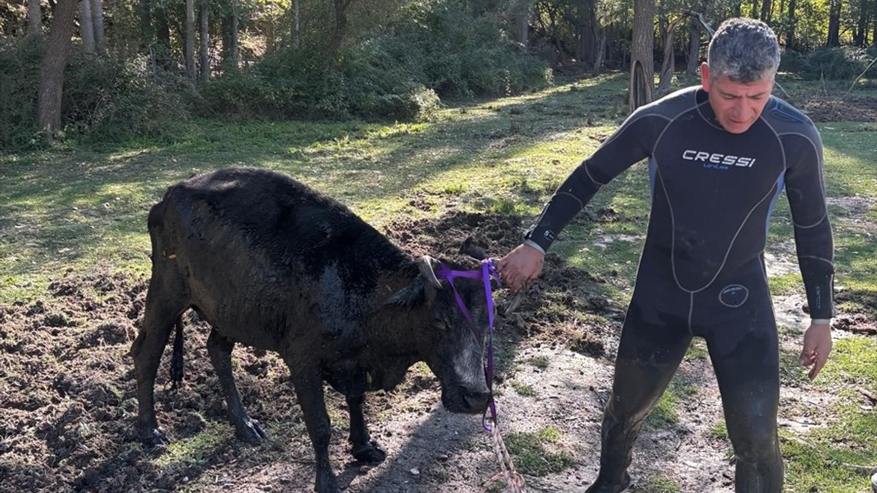 Isparta'da Andık Deresi yakınında bataklığa saplanan büyükbaş hayvan kurtarıldı