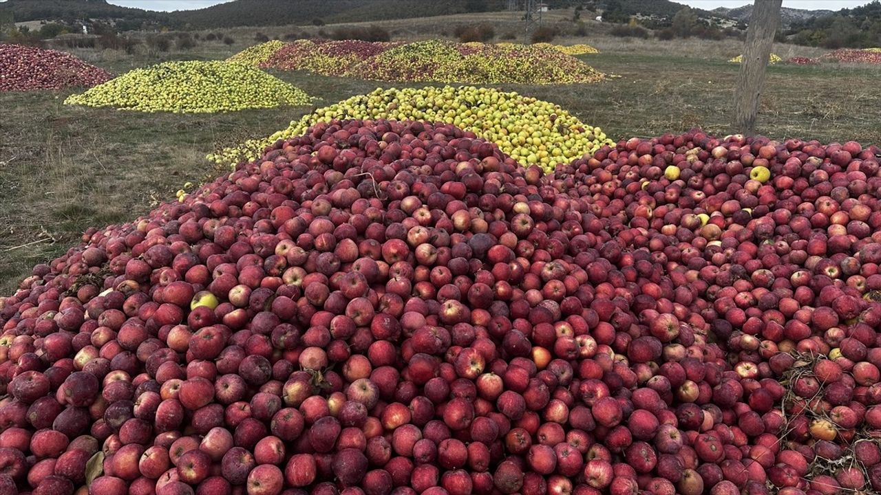 Isparta'da kuraklık ve dolu hasarı sofralık olmayan elmaların meyve suyu için toplanmasına neden oldu