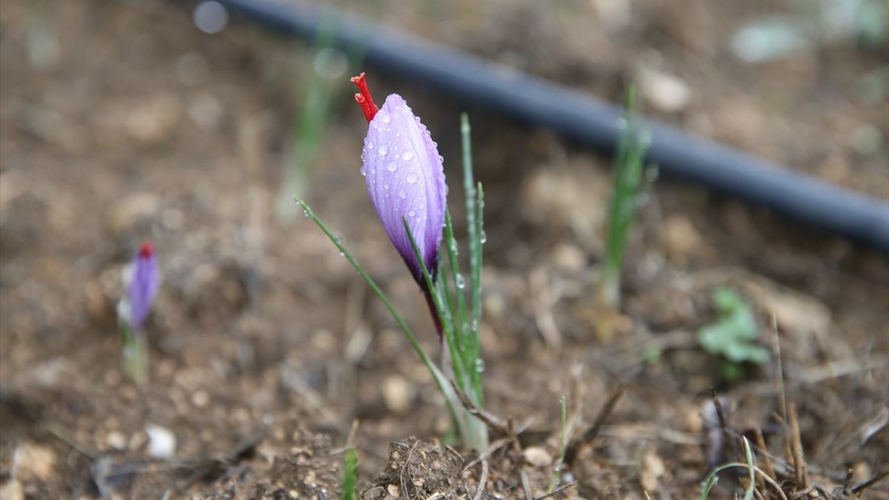 Karabük'te 'mucize bitki' safran çiçek açtı: Safranbolu üretimi ve turizm etkisi