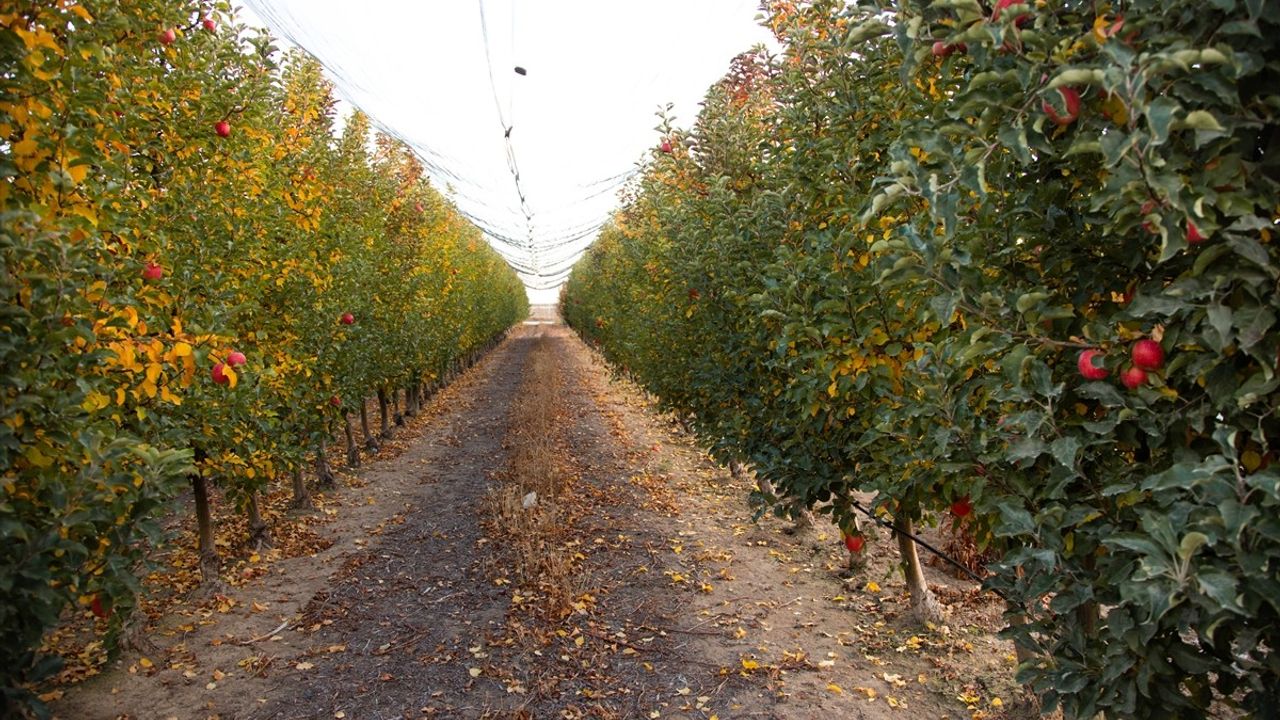 Karaman'da sezonun son elma hasadı: İşçilik ve kalite ön planda