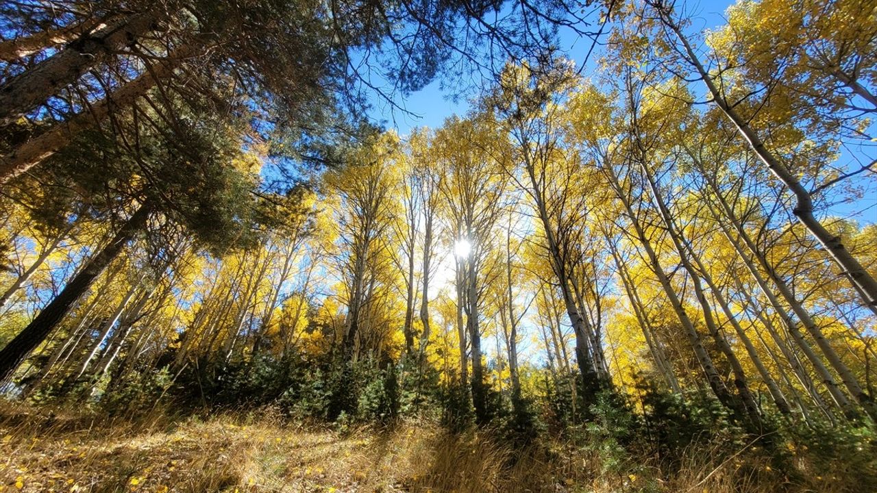 Kars'ın Sarıkamış'ında Sonbahar: Keklik Vadisi ve Çamaşır Dere'de Yapraklar Renk Değiştiriyor