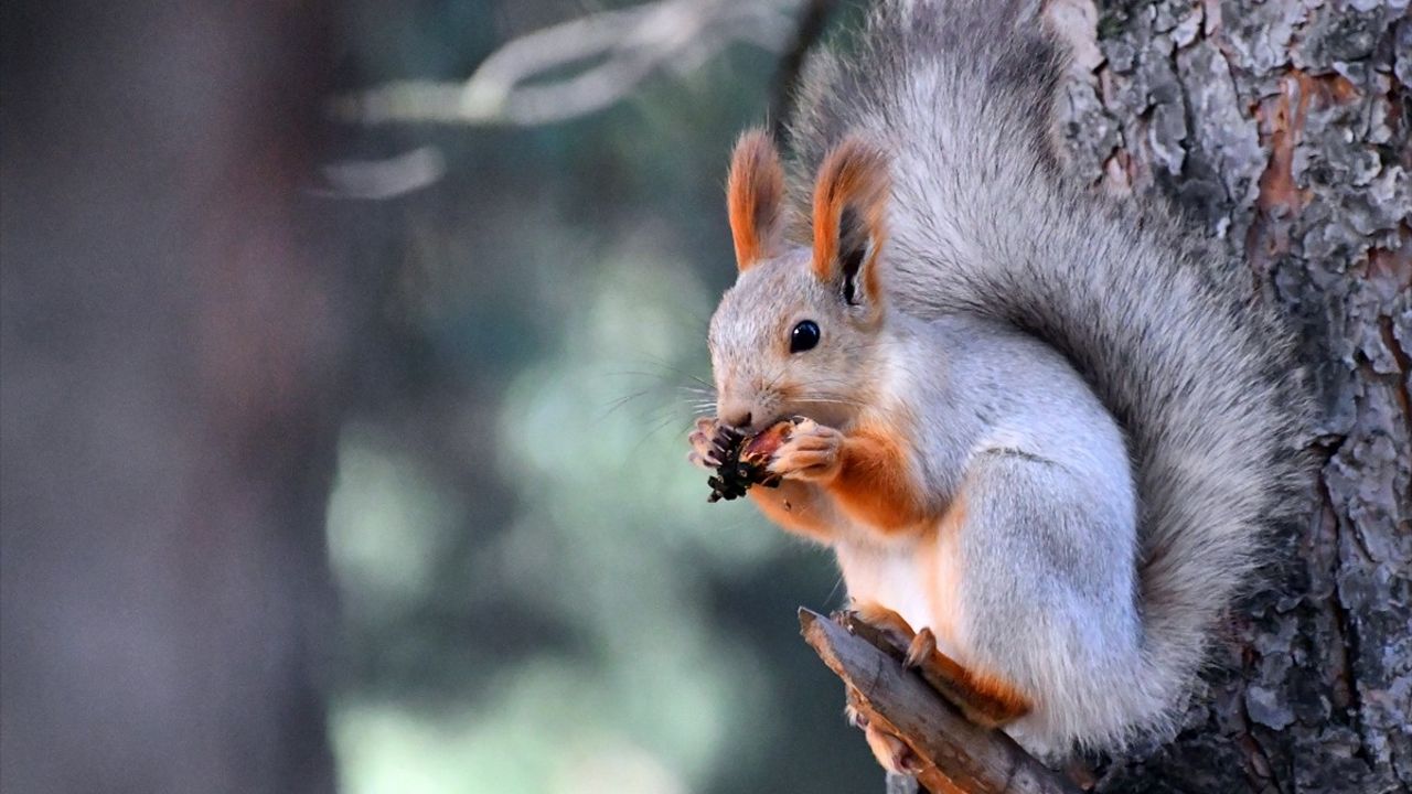 Kars’ın Sarıkamış Keklik Vadisi sonbaharda sarı ve kızıl tonlara büründü