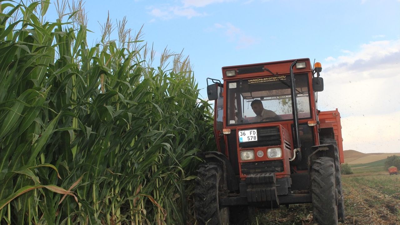 Kars'ta yüksek verimle silajlık mısır hasadı devam ediyor