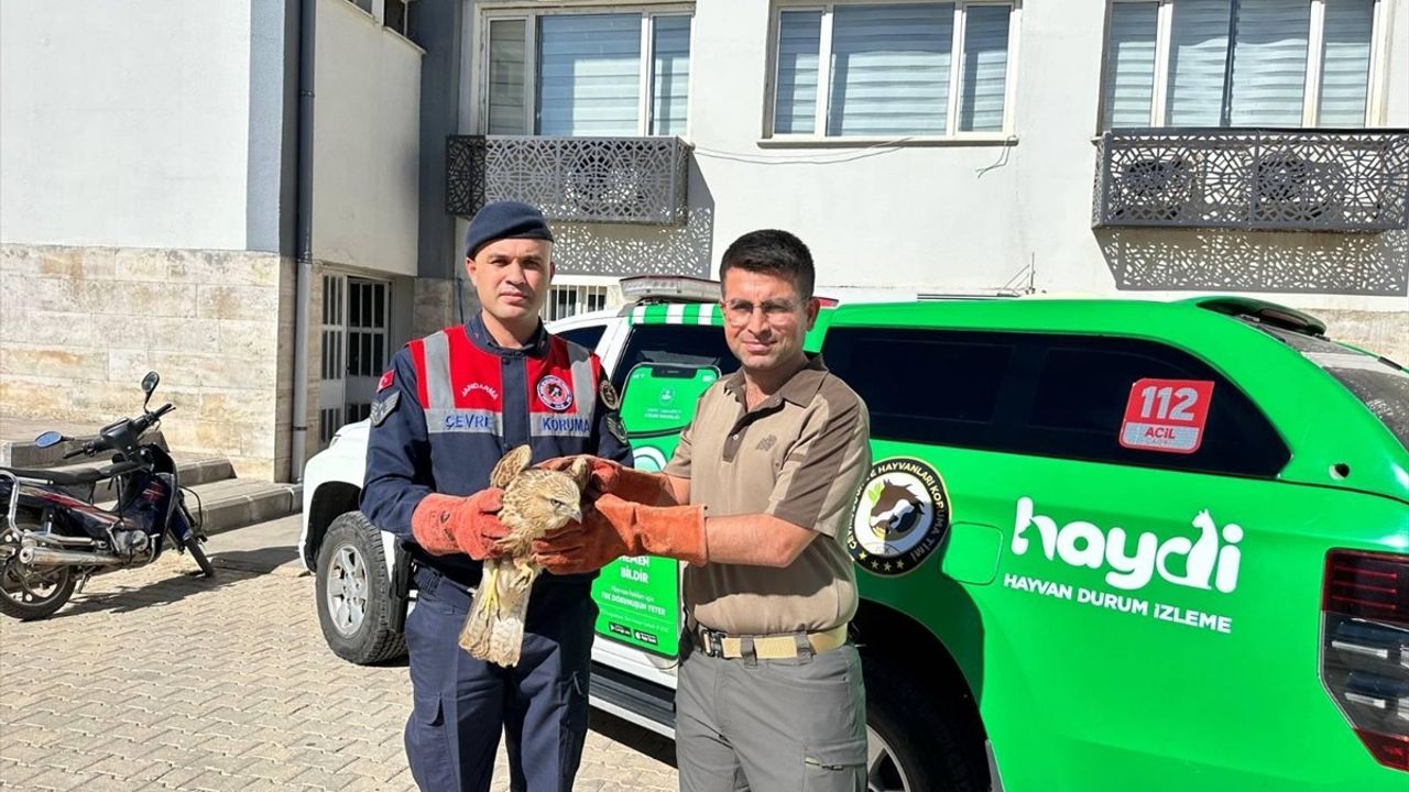 Kilis'te Yaralı Kızıl Şahin Doğa Koruma Ekiplerine Teslim Edildi