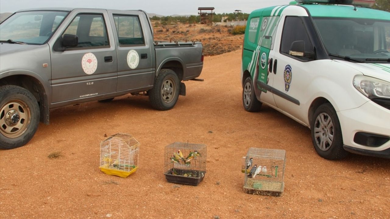 Kırşehir'de depoda 66 koruma altındaki kuş ele geçirildi