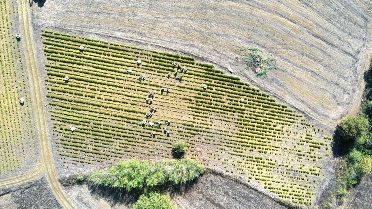 Kocaeli'de kuraklığa rağmen biberiye hasadı başladı: Sezon sonu 200 ton hedefleniyor